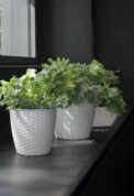 VASO NATURAL - Image 2