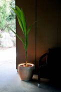 NEON LED FOR PLANT POTS - Imagen 6