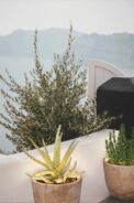 NEON LED FOR PLANT POTS - Imagen 21
