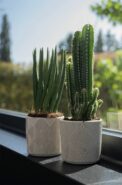 BOX CACTUS KIPLING (18 PCS) - Image 2
