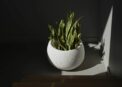 SPLOFY BOWL - Image 2