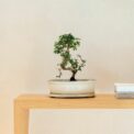 BONSAI ASUKA + PLATO - Image 2