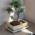 BONSAI KOFUN + PLATO - Image 2