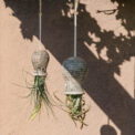 BOX TILLANDSIAS ANIMAL (4 PCS) - Imagen 4